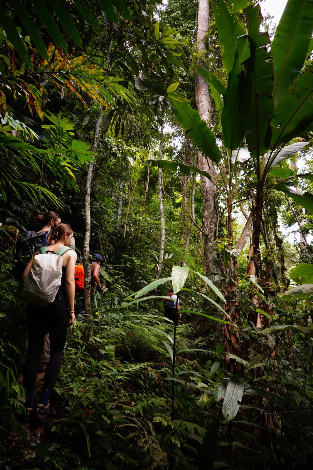 Dense tropical rainforest