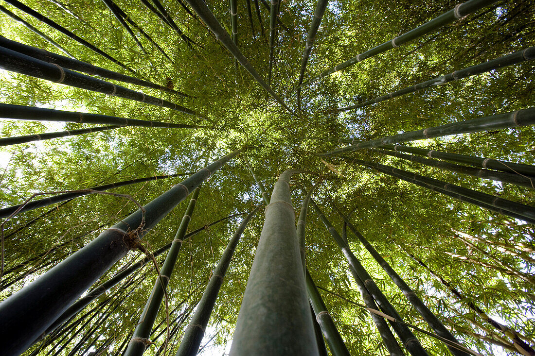 Bamboo forest