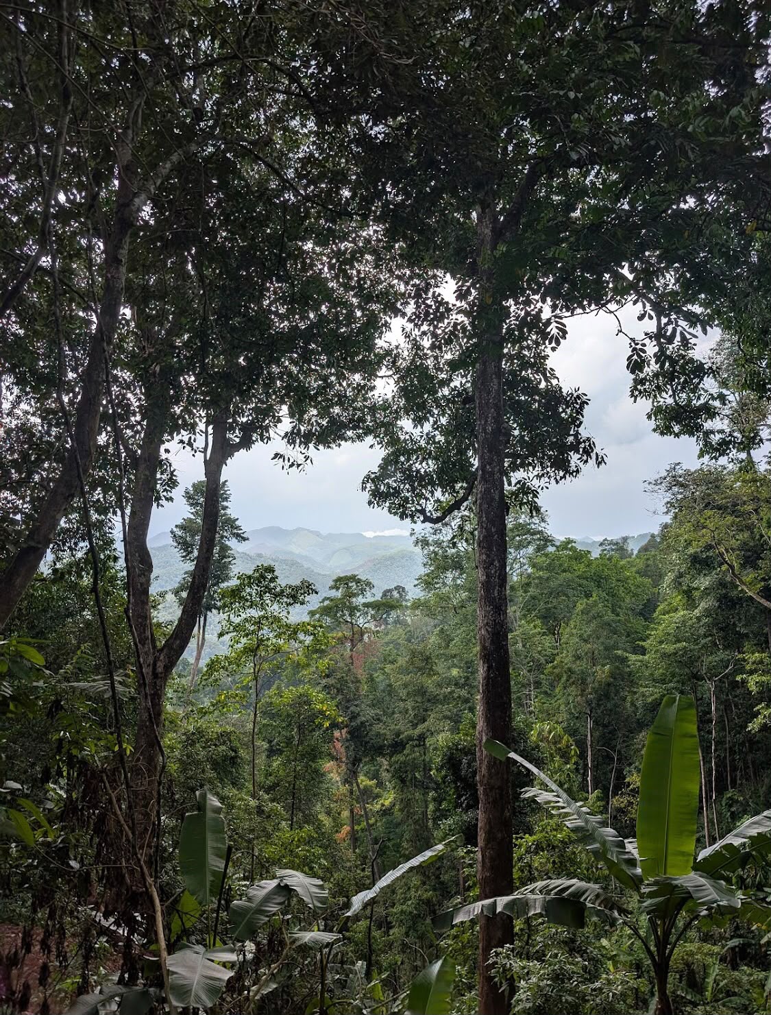 Deep jungle